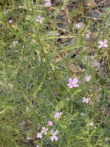 Epilobium brachycarpum, photograph 3