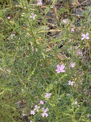 (c) Irina Mitine, some rights reserved (CC BY) Epilobium brachycarpum, photograph (c) Irina Mitine, some rights reserved (CC BY)