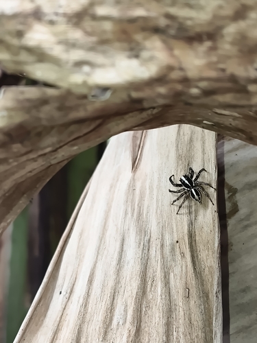 Pantropical Jumping Spider