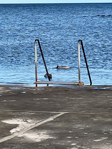 Common Merganser