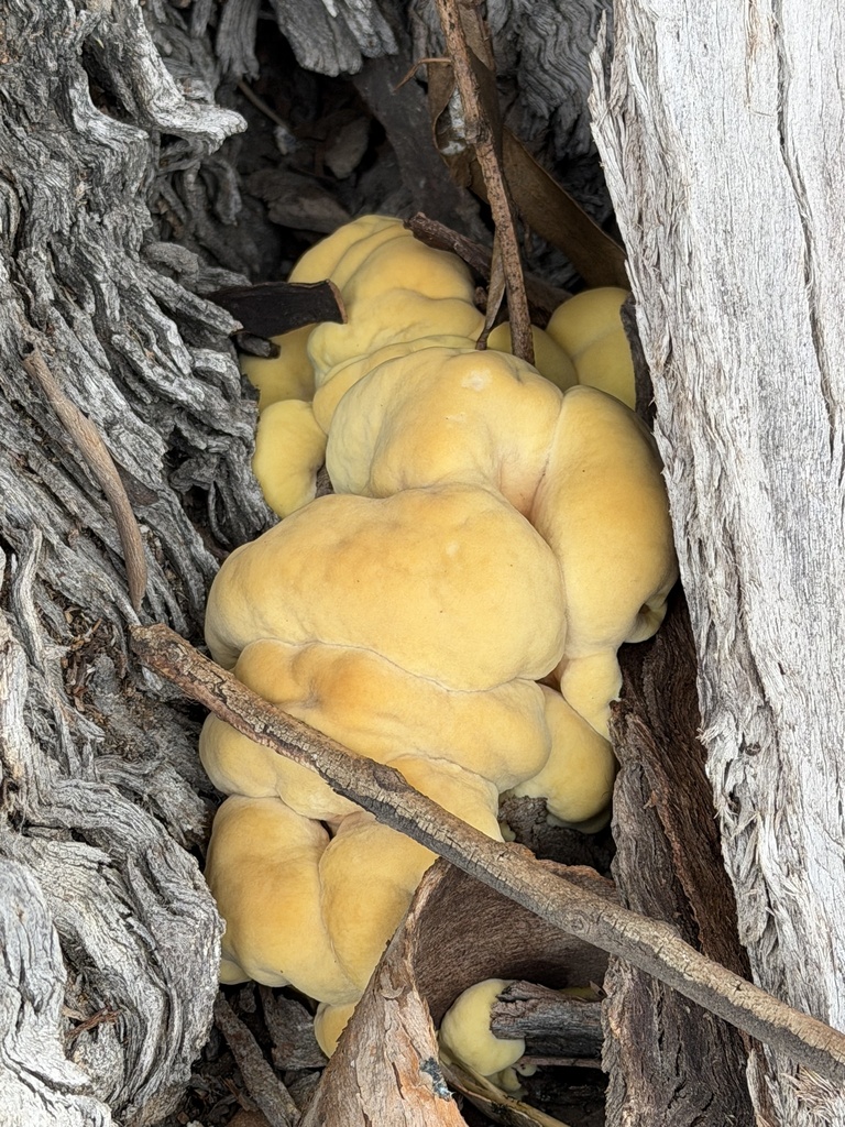 Western Hardwood Sulphur Shelf · September 2026 · photo: Photo: (c) Irina Mitine, some rights reserved (CC BY) · iNaturalist