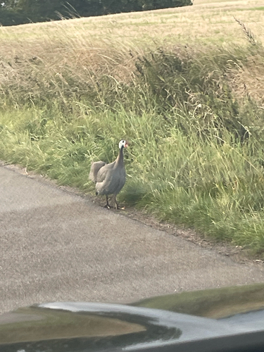 Helmeted Guineafowl