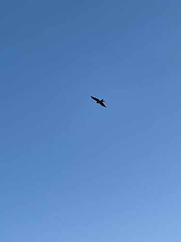 Red Kite
