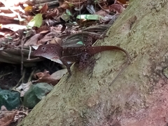 Anolis aridius