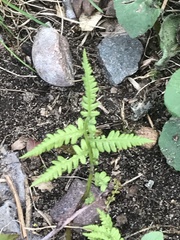 Phegopteris connectilis