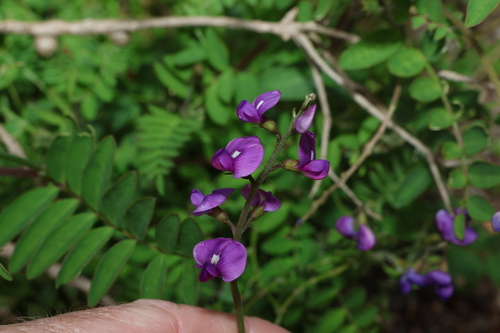 Swainsona lessertiifolia, photograph 1