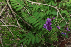 (c) Greg Tasney, some rights reserved (CC BY-SA) Swainsona lessertiifolia, photograph (c) Greg Tasney, some rights reserved (CC BY-SA)