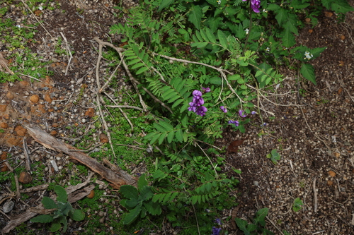 Swainsona lessertiifolia, photograph 3