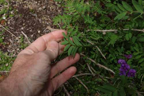Swainsona lessertiifolia, photograph 4