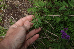(c) Greg Tasney, some rights reserved (CC BY-SA) Swainsona lessertiifolia, photograph (c) Greg Tasney, some rights reserved (CC BY-SA)