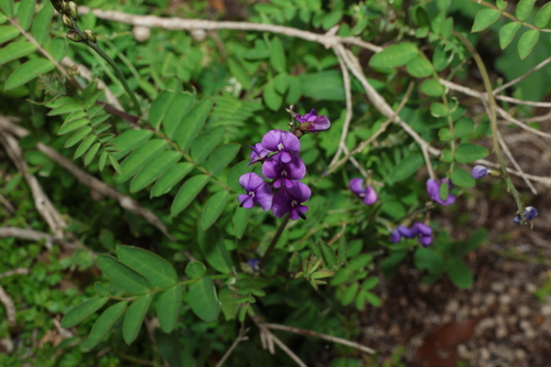Swainsona lessertiifolia, photograph 5