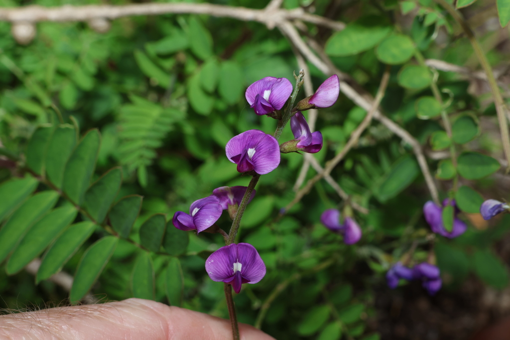 Swainsona lessertiifolia; photograph (c) Greg Tasney, some rights reserved (CC BY-SA)