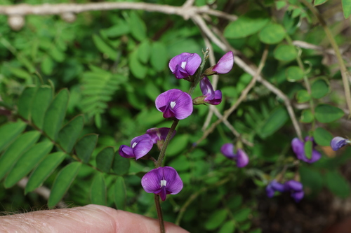 Swainsona lessertiifolia
