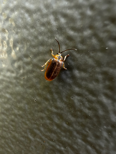 Brown Willow Beetle