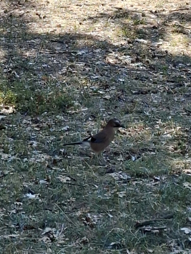 Eurasian Jay