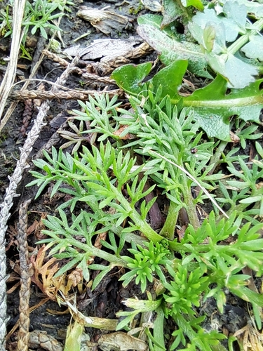 Soliva sessilis, photograph 2