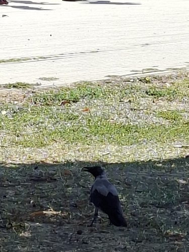 Hooded Crow