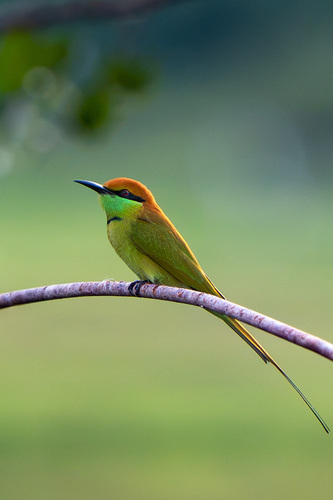 Asian Green Bee-eater