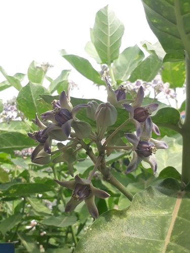 crown flower