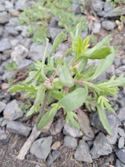 Senecio skirrhodon