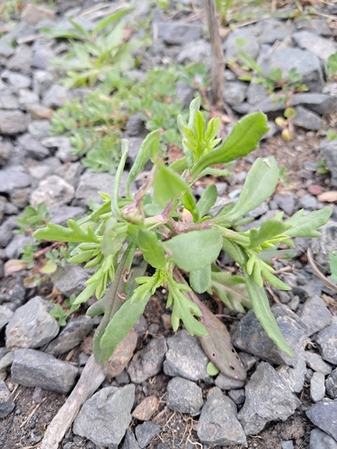 Senecio skirrhodon, photograph 2
