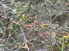 Cassytha pubescens