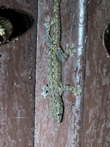 Asian House Gecko