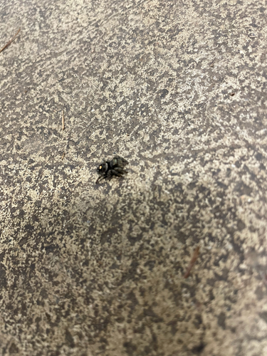 Bold Jumping Spider