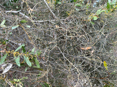 Cassytha pubescens, photograph (c) Miguel de Salas, some rights reserved (CC BY-SA)