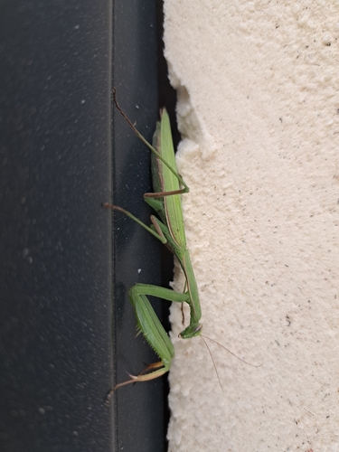 European Mantis