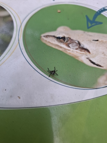 Brown Marmorated Stink Bug