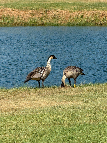 Branta sandvicensis observed 2026-09-20