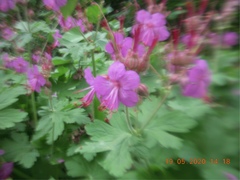 Geranium macrorrhizum