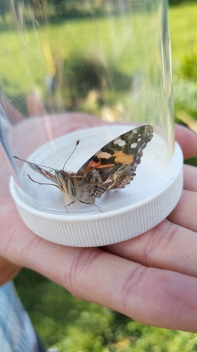 Australian Painted Lady