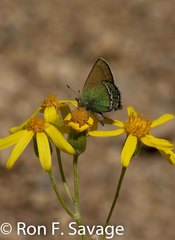Callophrys mcfarlandi