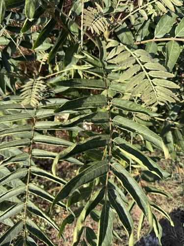 tree-of-heaven