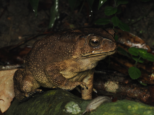 Asian Common Toad