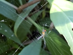 Leucauge argyrobapta image