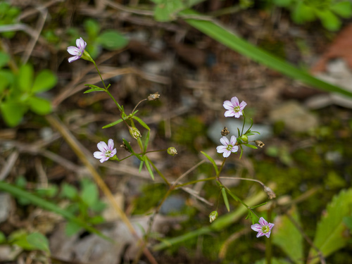 Low Baby's-breath