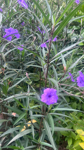 Mexican Ruellia