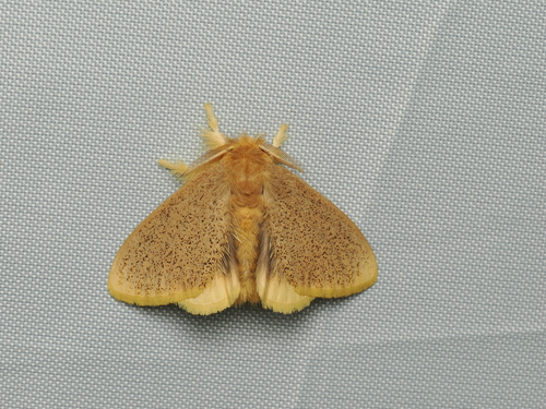 Nygmia uniformis