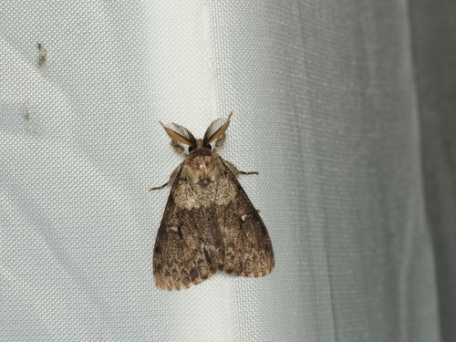 Lymantria sinica