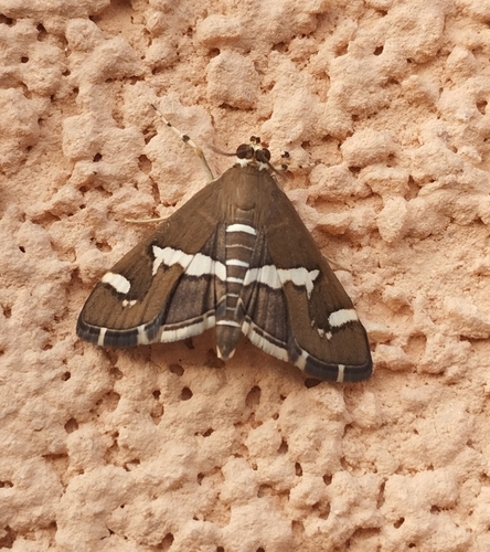 Hawaiian Beet Webworm Moth