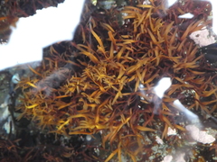 Prionitis lanceolata