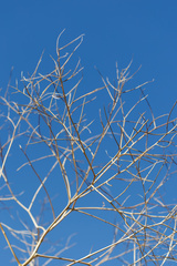 Sisymbrium altissimum, photograph (c) Daughter Dad, some rights reserved (CC BY)