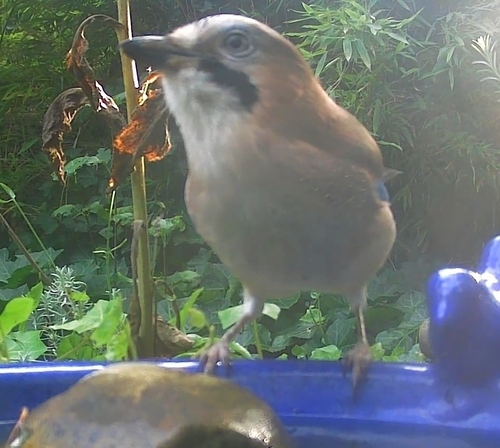 Eurasian Jay