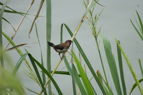 White-rumped Munia
