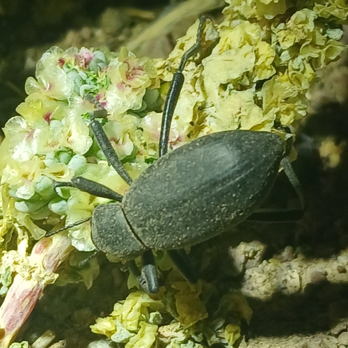 Armored Stink Beetle