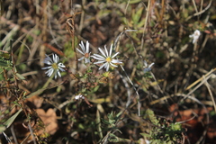Symphyotrichum hallii, photograph (c) Conquest, some rights reserved (CC BY)