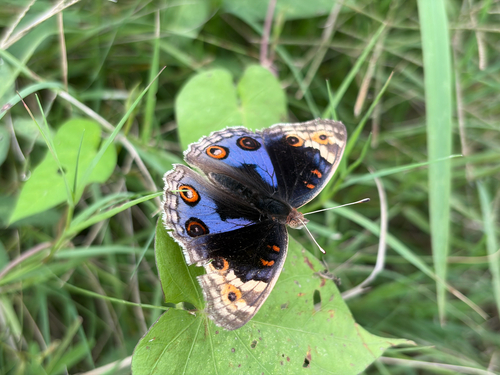 Blue Pansy
